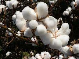 Cotton vokskuler 40 gr