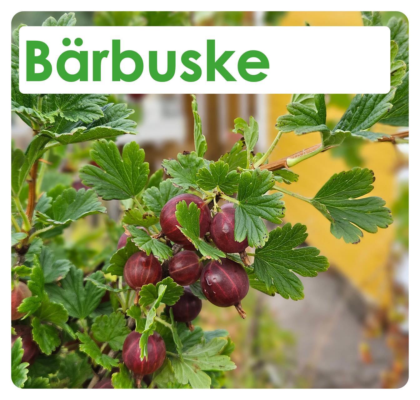 Bärbuske