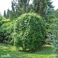Hängsälj (pendula) Kilmarnock stam 60cm