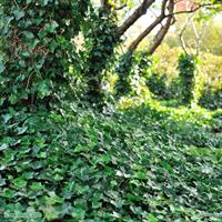Hedera 120-150 C2