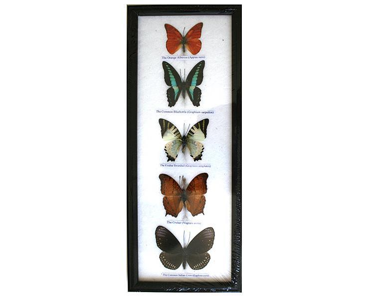 Fjärilar - 5st i ram (5 pack)