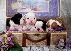 Puslespill Puppies, 500 brikker