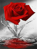 Diamond Painting, Stående rød rose 40*50cm FPK