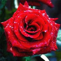 Diamond Painting, Rød rose 50*50cm GLITTER