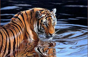 Diamond Painting, Tiger i vannkanten 50*40cm GLITTER