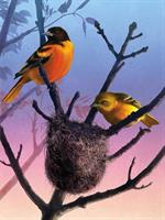 Puslespill Baltimore Orioles Birds, 1000 brikker