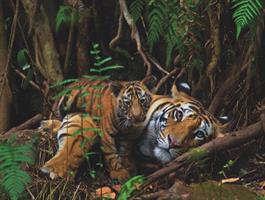Puslespill Mother Tiger, 1000 brikker