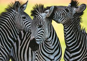 Puslespill Zebra, 500 brikker