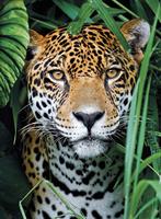Puslespill Jaguar in the Jungle, 500 brikker
