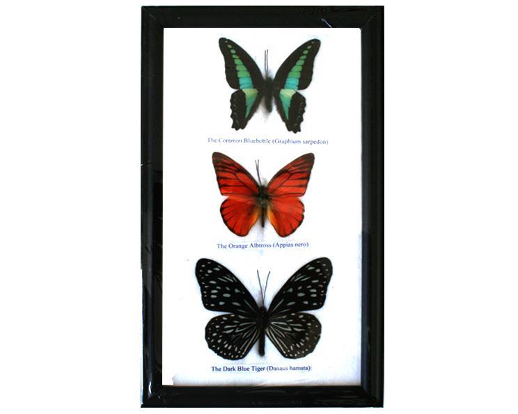 Fjärilar - 3st i ram (5 pack)
