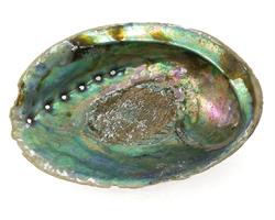 Abalone/paua snäcka 15-18cm (4 pack)