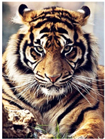 Diamond Painting, Tiger 40*50cm FPR