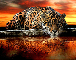 Diamond Painting, Leopard v/vann 50*40cm GLITTER