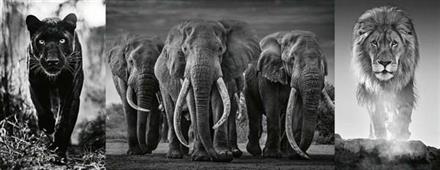 Puslespill Panorama Elefant Løve mfl, 1000 brikker