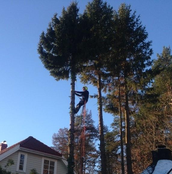 Trefelling, klatring og seksjonsfelling
