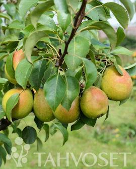 Päärynäpuu `Tsisovskaja`