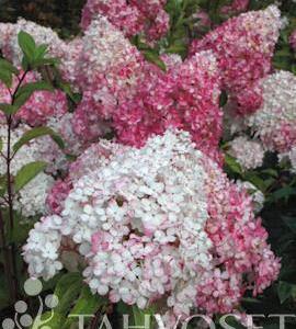 Syyshortensia puu Vanille fraise 