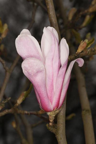 Magnolia Leonard Messel