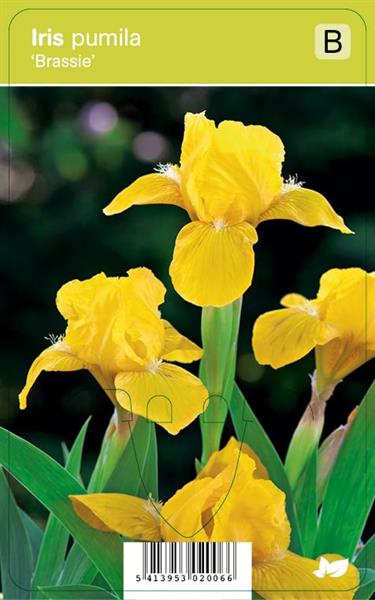 Kääpiökurjenmiekka, keltainen - Iris pumila ‘Brassie’