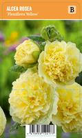 Tarhasalkoruusu ‘Pleniflora Yellow’