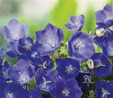 Karpaattienkello Perla blue