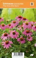Kaunopunahattu 'Pow Wow Wild Berry'