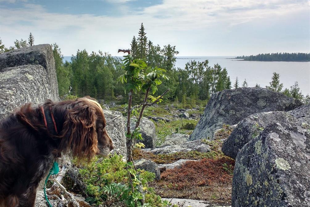 Vacker utsikt från Grisselklubben ut mot Renskär.