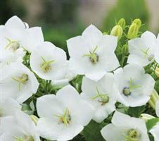 Karpaattienkello Perla white