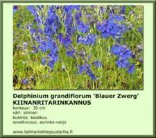 Kiinanritarinkannus ‘Blauer Zwerg’ 