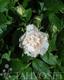 Neilikkaruusu White Grootendorst