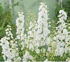 Jaloritarinkannus Pure white