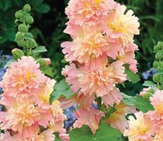 Salkoruusu Apricot