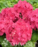 Jalohortensia Endless Summer Summer Love