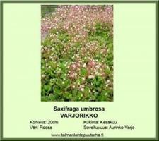 Varjorikko umbrosa