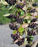 Koristearonia Viking