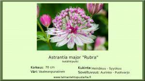 Isotähtiputki Rubra