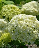 Pallohortensia Annabelle