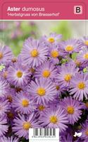 REUNUSASTERI HERBSTGRUSS VON BRESSERHOF