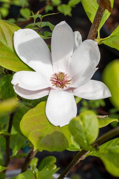 Magnolia Satisfaction