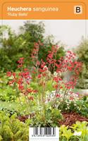 Korallikeijunkukka 'Ruby Bells'