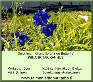 Kiinanritarinkannus  ‘Blue Butterfly’ 