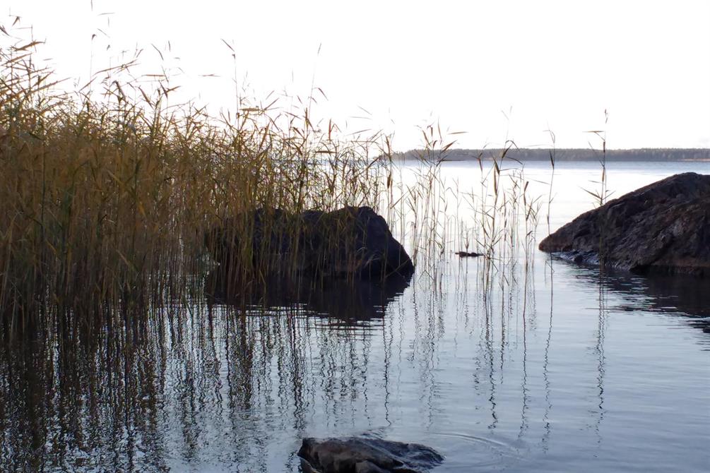 Vass längs stranden vid Storöns stränder.