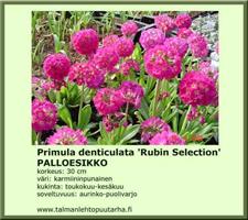 Palloesikko Rubin Selection