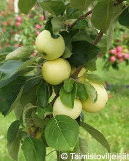 Omenapuu Valkeakuulas