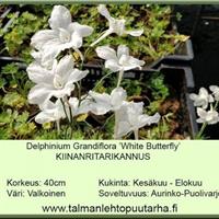 Kiinanritarinkannus ‘White Butterfly’ 