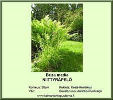 Niittyräpelö