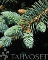 PALLOHOPEAKUUSI GLAUCA GLOBOSA