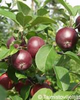 Omenapuu Malus domestica 'Pekka'