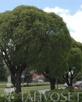 Terijoensalava puu Bullata