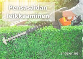 Pensasaidan leikkaaminen (5m)